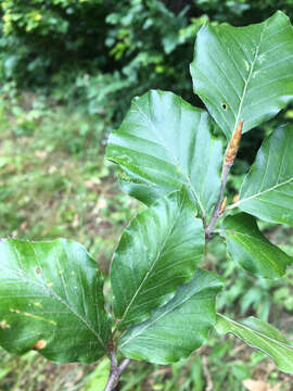 Image of European beech