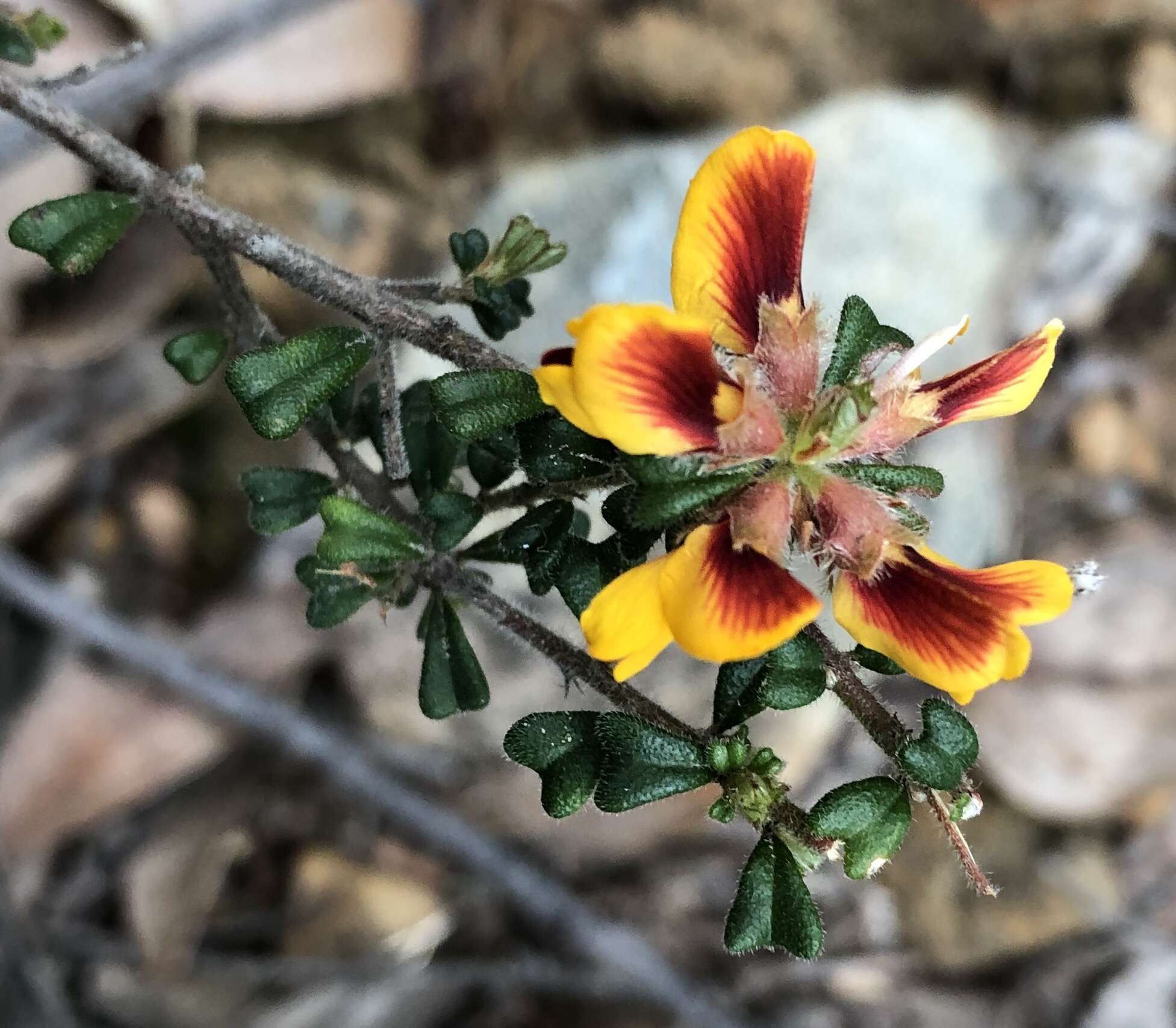 Sivun Pultenaea scabra R. Br. kuva