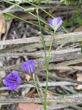 Image of Thysanotus racemoides Sirisena, T. D. Macfarl. & Conran