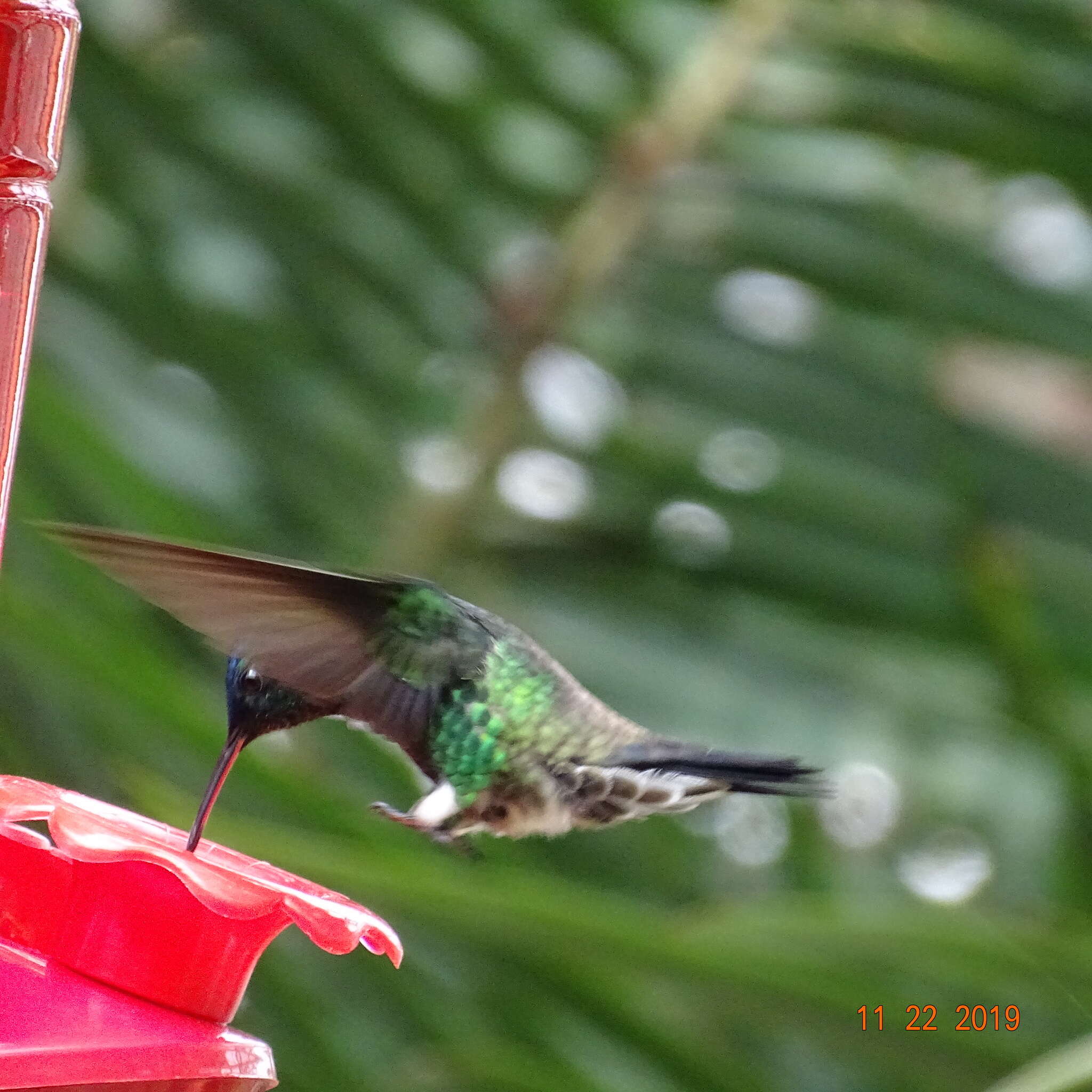 Image of Indigo-capped Hummingbird