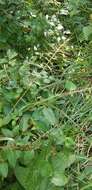 Image of eastern bottlebrush grass