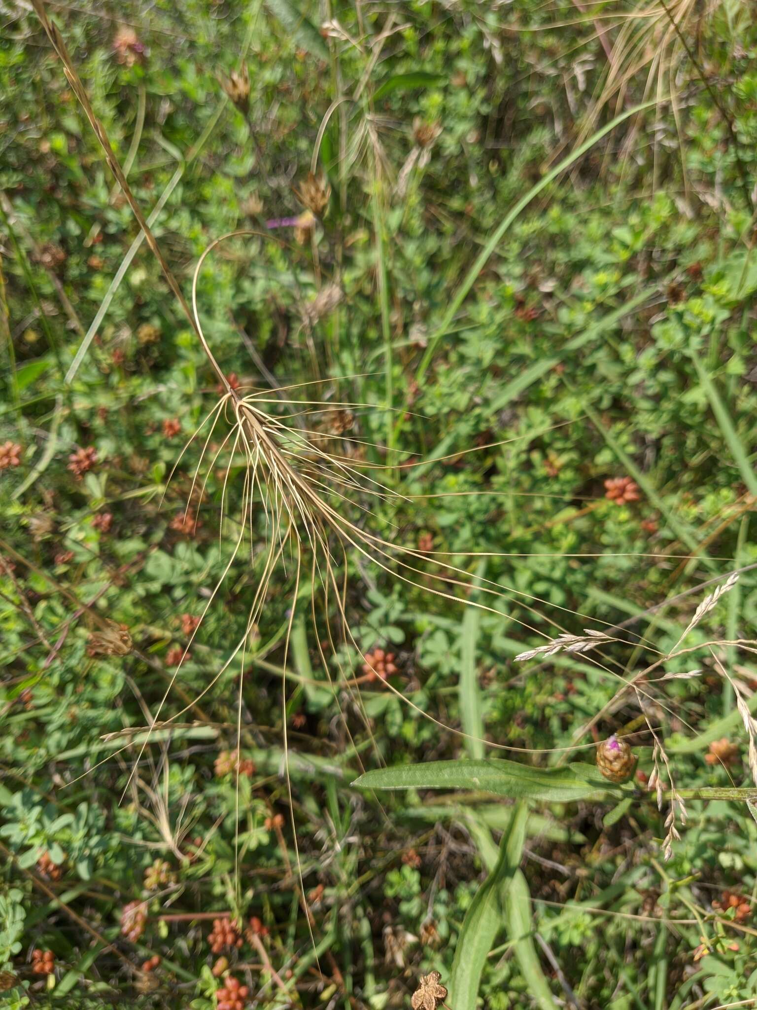 長髮帶芒草的圖片