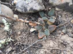 Слика од Haworthia pygmaea Poelln.