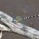 Imagem de Erpetogomphus lampropeltis Kennedy 1918