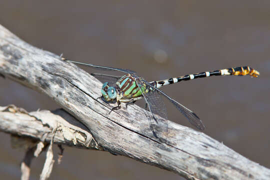 Imagem de Erpetogomphus lampropeltis Kennedy 1918