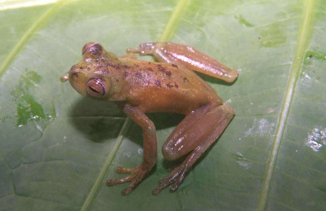 Image of Palmer's Treefrog