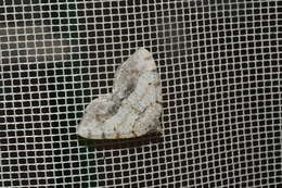 Image of Macaria exauspicata Walker 1861