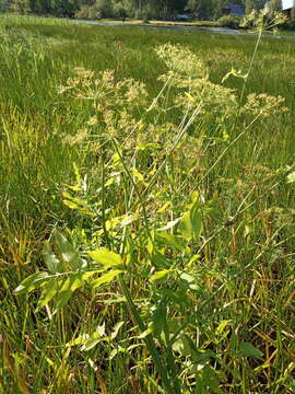 Слика од Sium latifolium L.