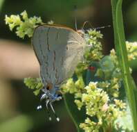 Imagem de Hypolycaena philippus (Fabricius 1793)