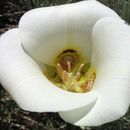 Image of sego lily