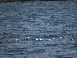 Image of Yelkouan Shearwater