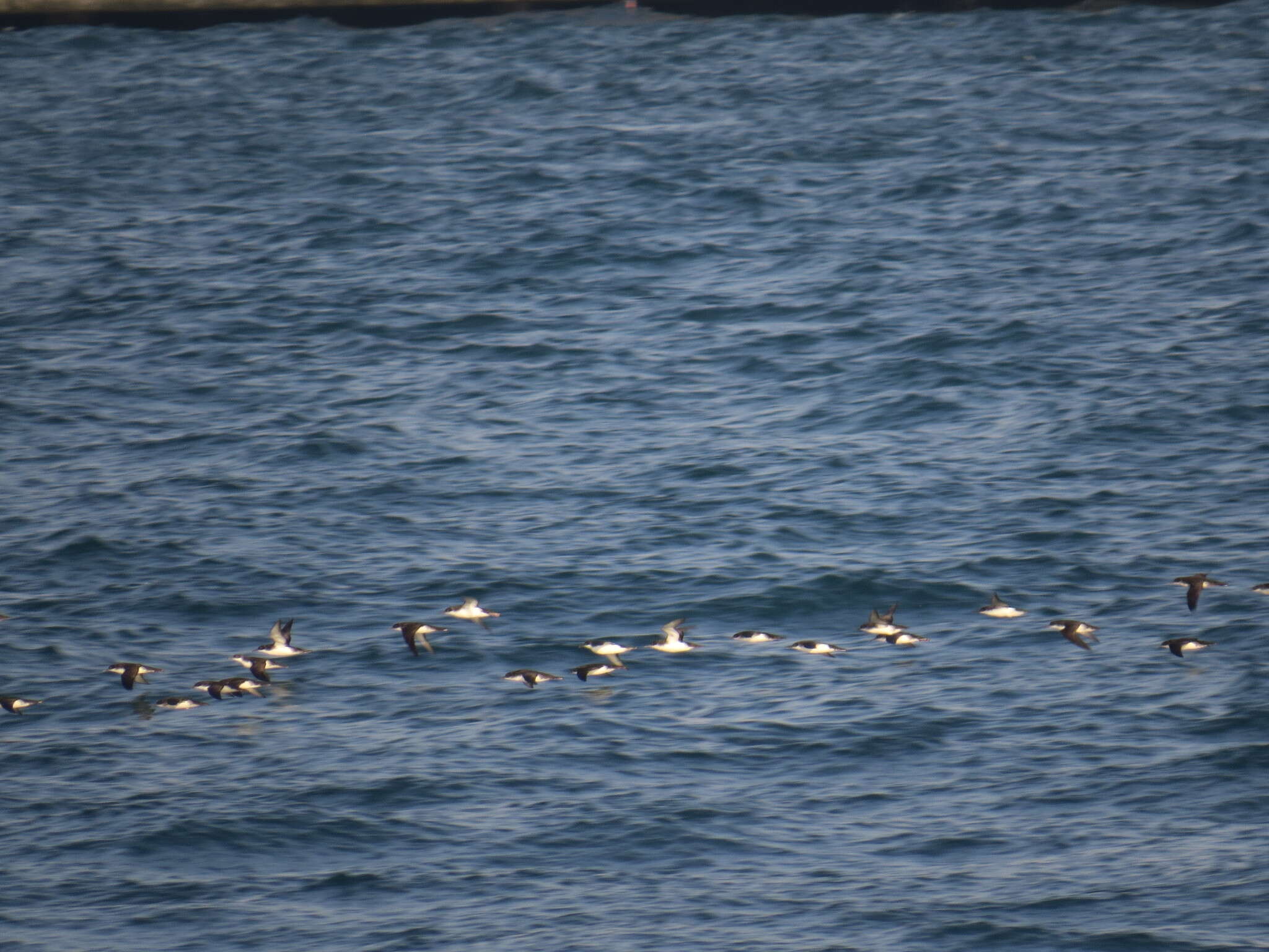 Image of Yelkouan Shearwater