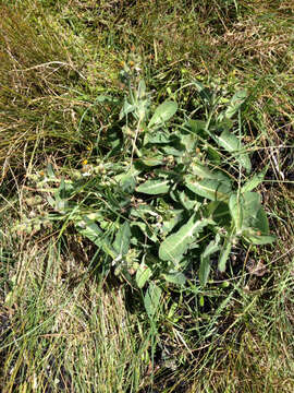 Imagem de Sonchus kirkii B. G. Hamlin