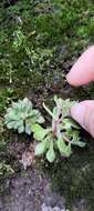 Image of Sedum stellariifolium Franch.