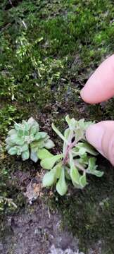 Image of Sedum stellariifolium Franch.