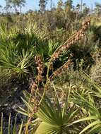 Image of Britton's beargrass