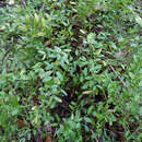 Image of Luzuriaga parviflora (Hook. fil.) Kunth
