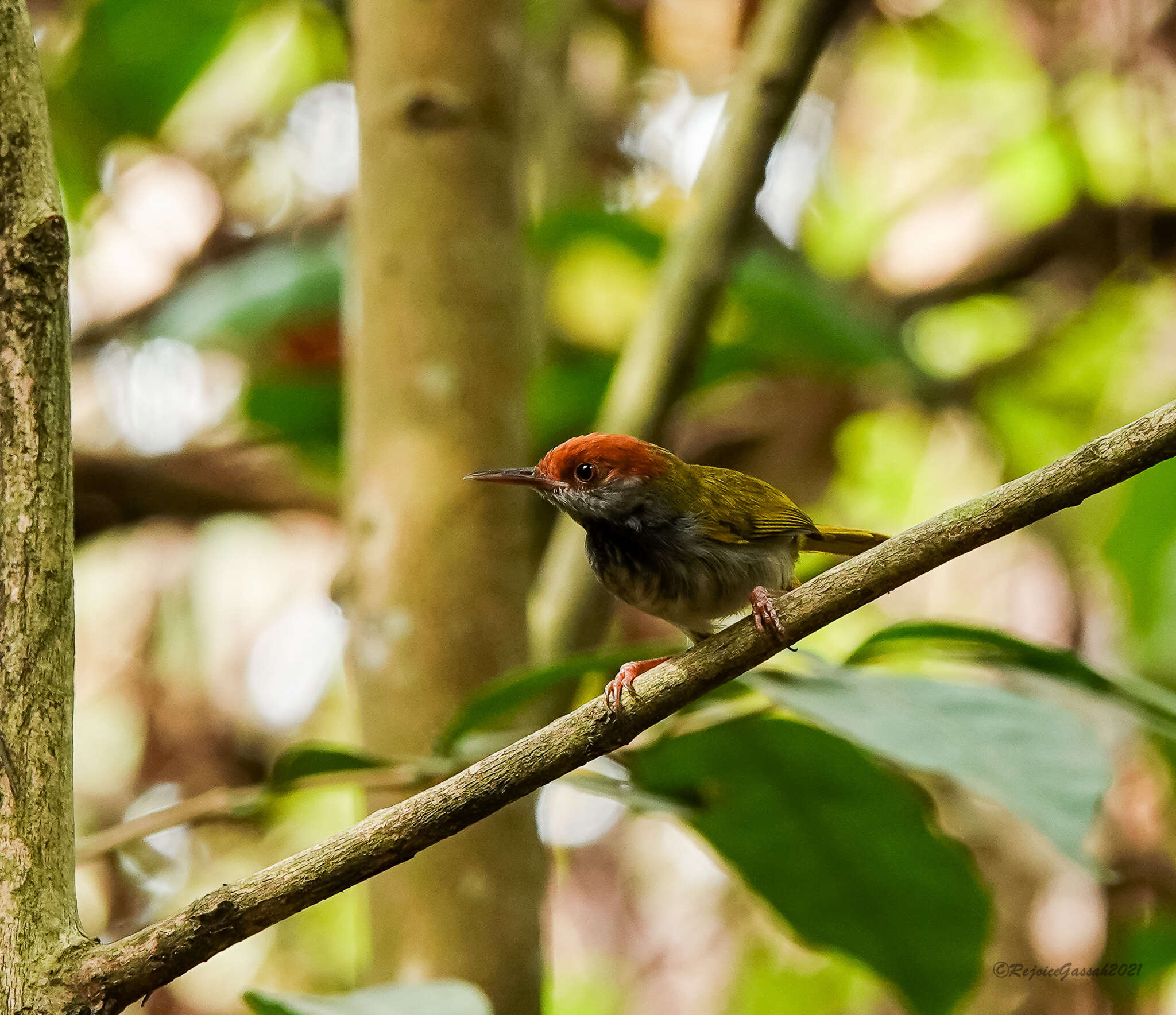 Image of Dark-necked Tailorbird
