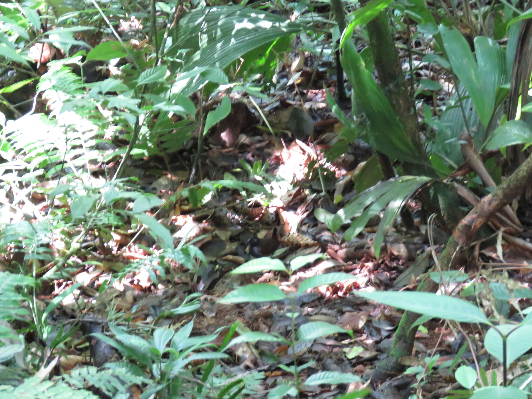 Image of Black-headed Antthrush