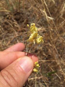 Image of Streptanthus glandulosus subsp. sonomensis (Kruckeberg) M. Mayer & D. W. Taylor