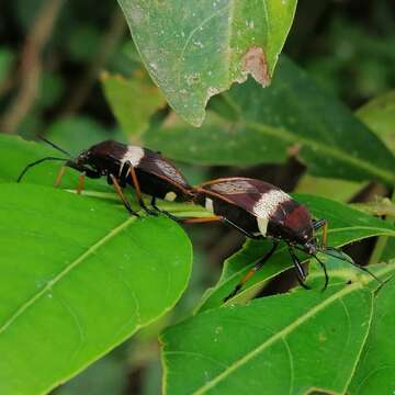 Image of <i>Largus balteatus</i>