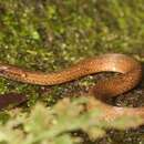 Image of Rustyhead Snake