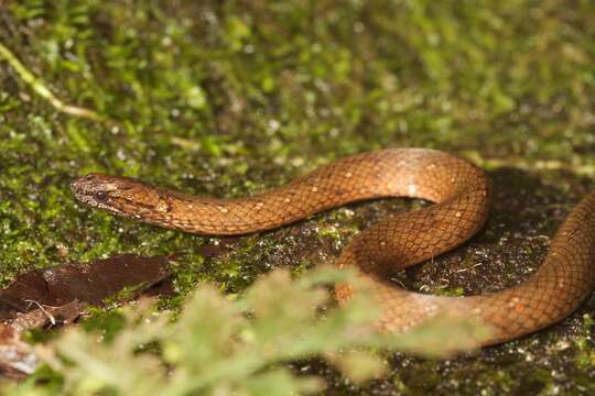 Image of Rustyhead Snake