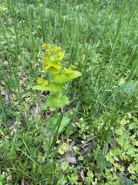 Imagem de Smyrnium perfoliatum subsp. perfoliatum