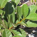 Image of Smooth Catchbirdtree