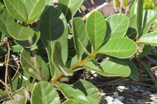 Image de Pisonia rotundata Griseb.