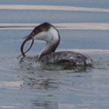 Image of Podiceps Latham 1787