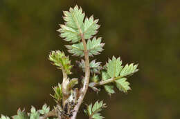 Image of Acaena microphylla subsp. obscurascens Bitter