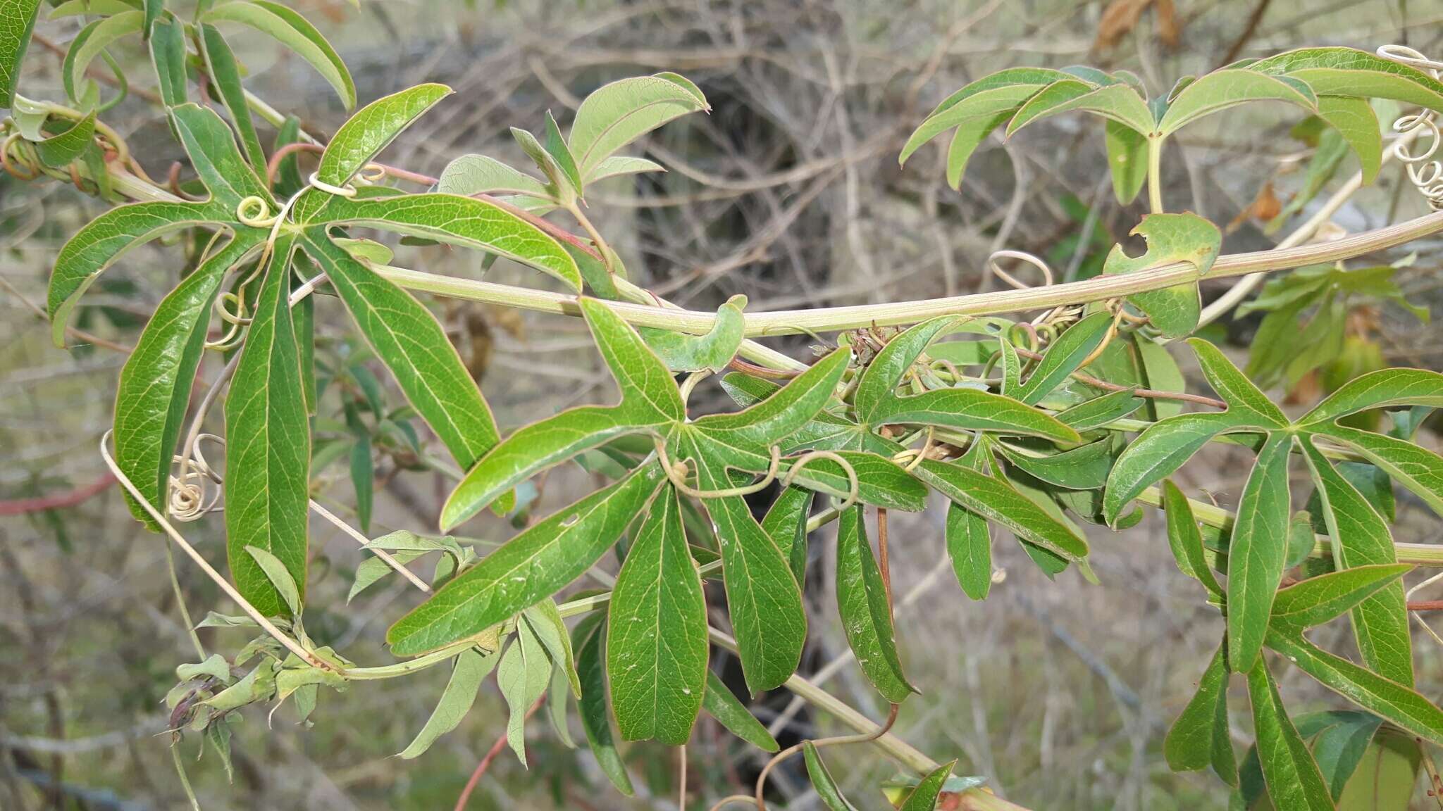 Image de Passiflora caerulea L.