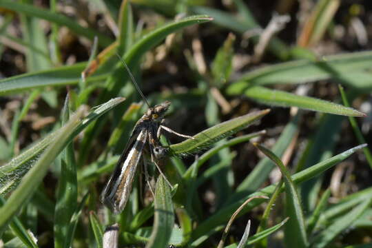 Image of Orocrambus corruptus Butler 1877