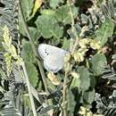 Image of Palos Verdes blue butterfly