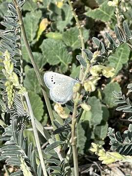 Image of Palos Verdes blue butterfly