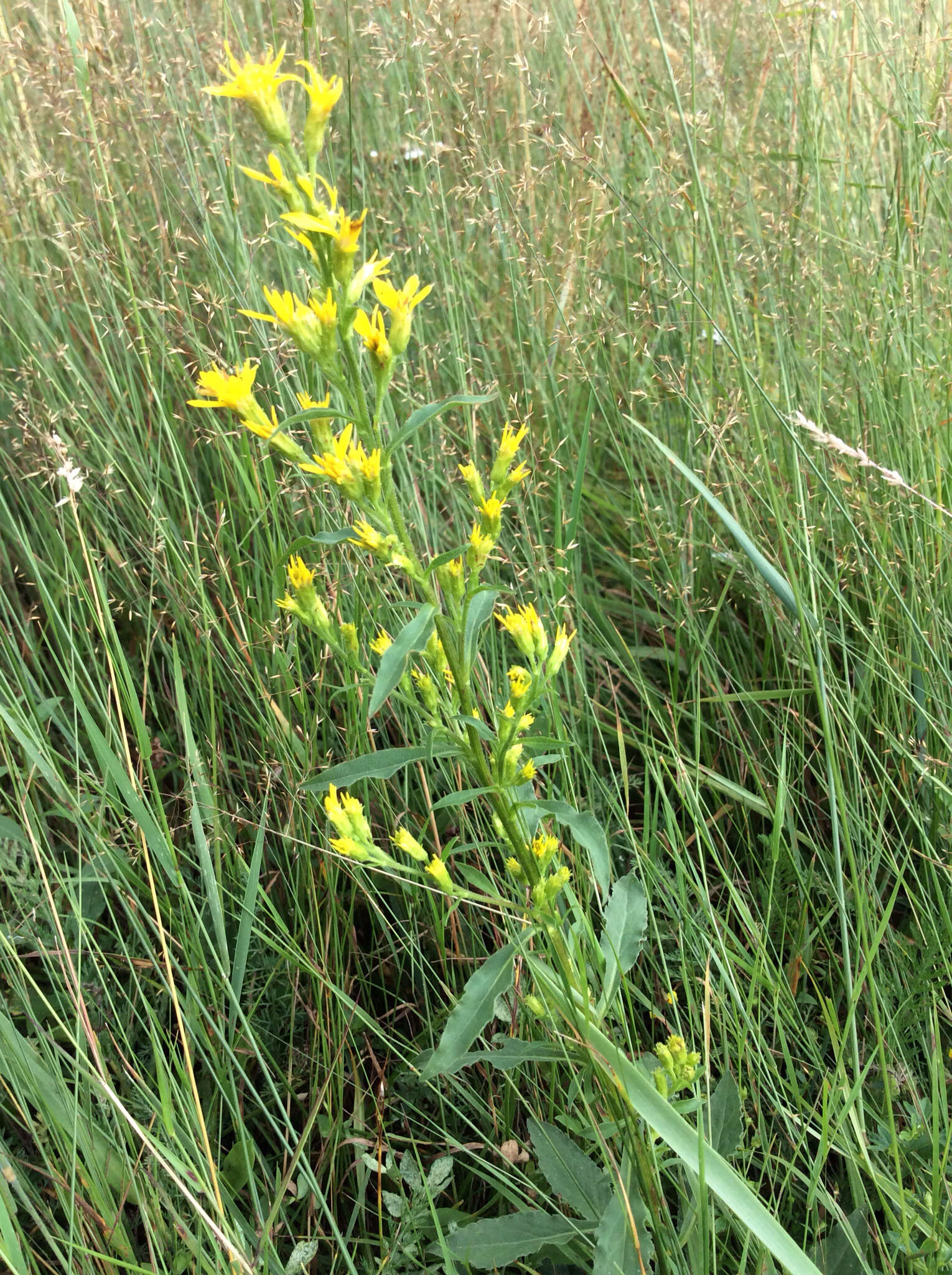 Plancia ëd Solidago virgaurea L.