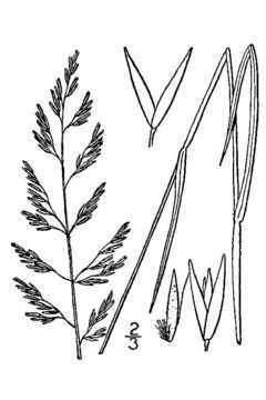 Image of Pickering's reedgrass