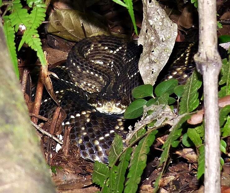 صورة Crotalus durissus terrificus (Laurenti 1768)