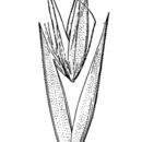 Image of Porter's reedgrass
