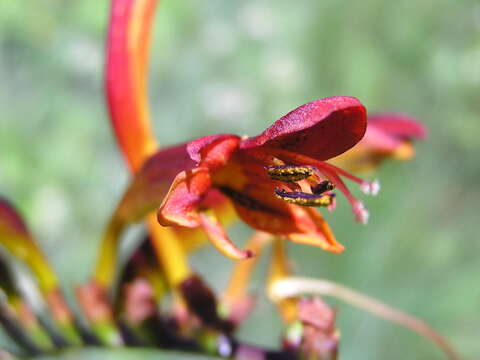 Image of zigzag crocosmia