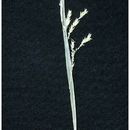 Image of drooping sedge
