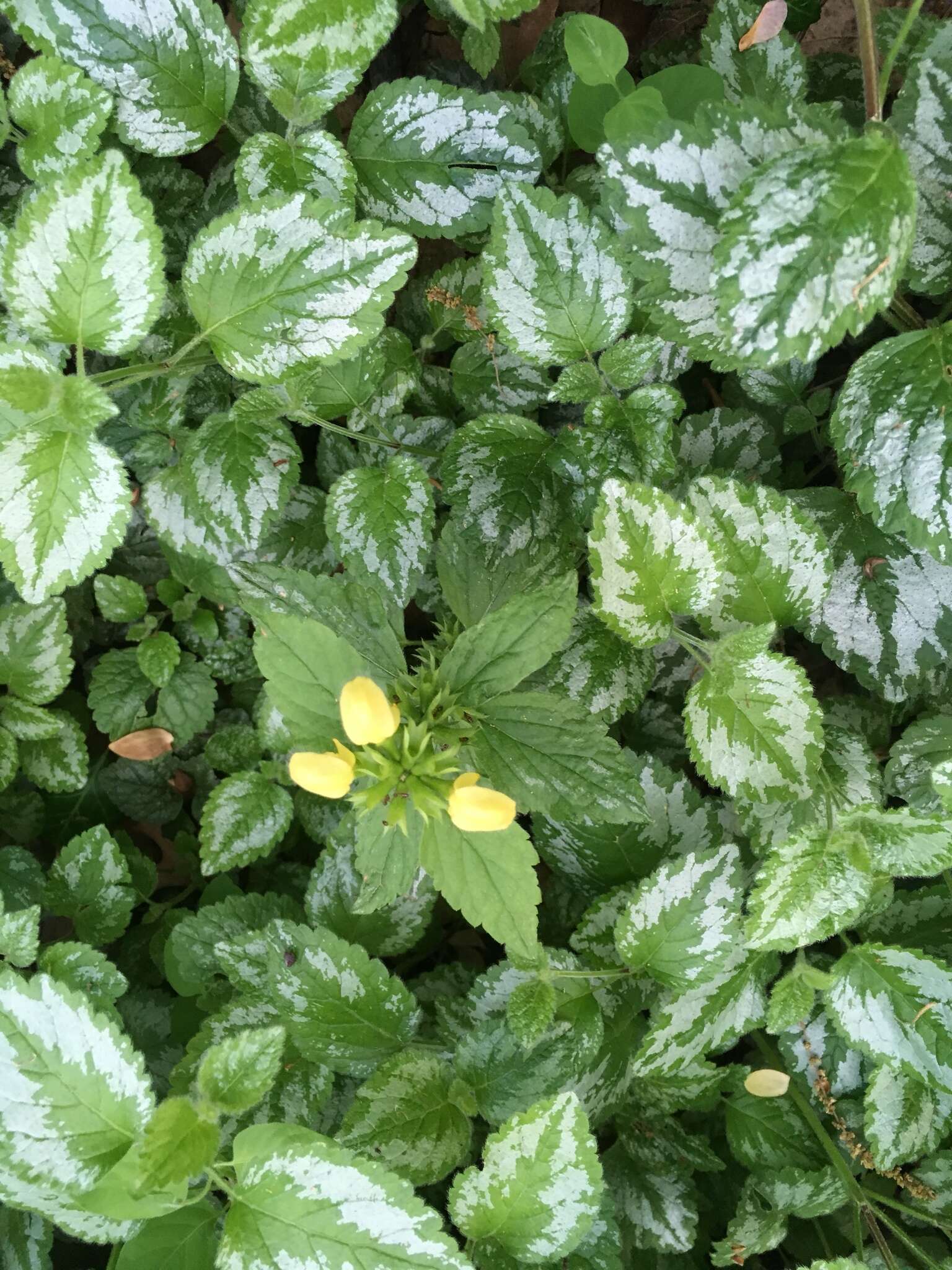 Lamium galeobdolon subsp. argentatum (Smejkal) J. Duvign.的圖片