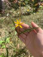 Image of longleaf sunflower