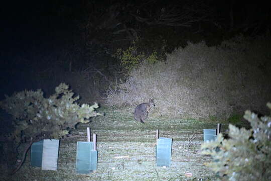 Image of wallaby