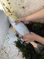 Image of Gray weakfish