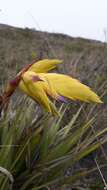 Image of Tillandsia lajensis André