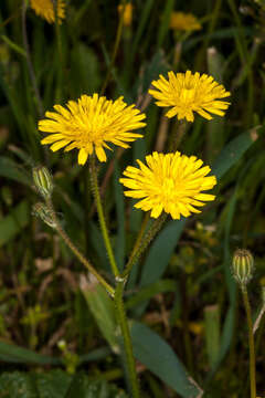 Image of Crepis sancta subsp. nemausensis (P. Fourn.) Babc.