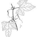 Image of fivelobe cucumber