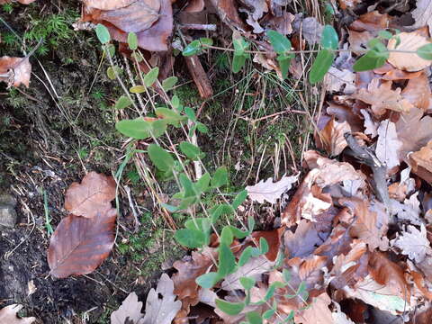 Image of slender St John's-wort